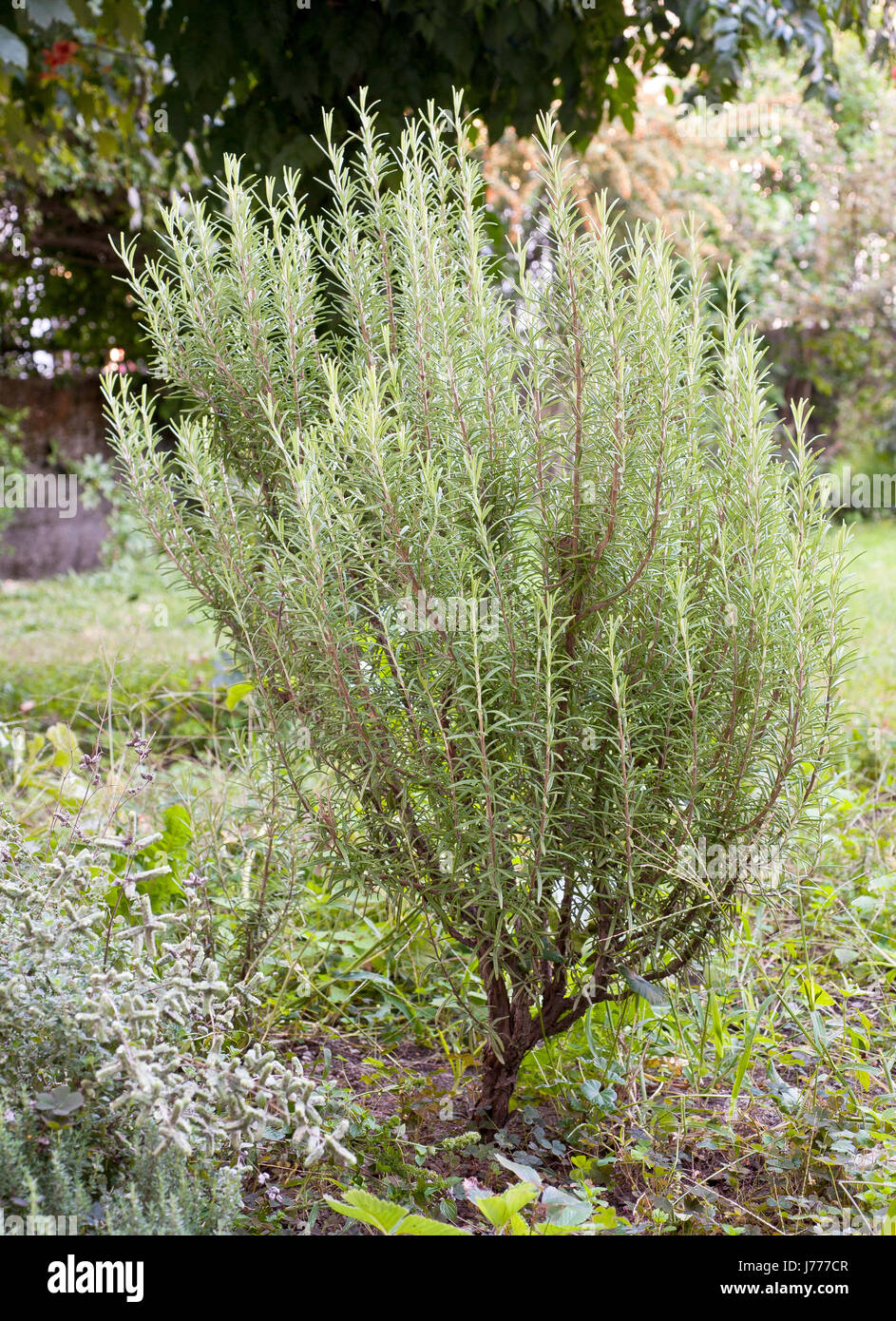 rosemary plant in a garden Stock Photo