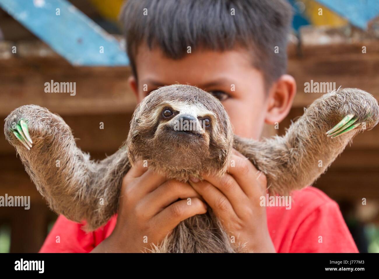 boy holding a smiling pet sloth in the Amazon Stock Photo - Alamy