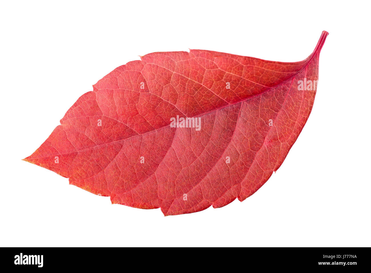 red leaf isolated on white Stock Photo