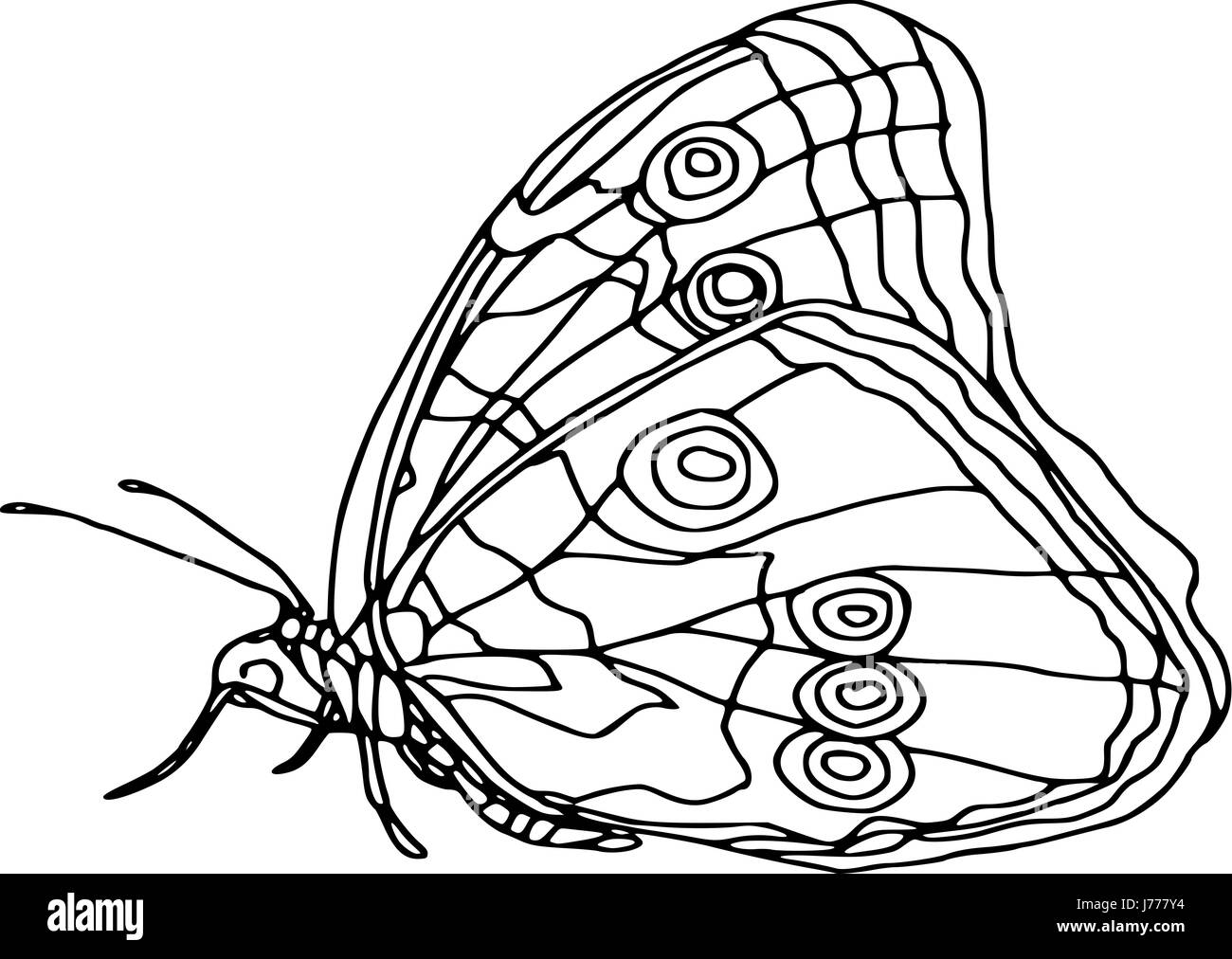 Butterfly image to colour Black and White Stock Photos & Images Alamy