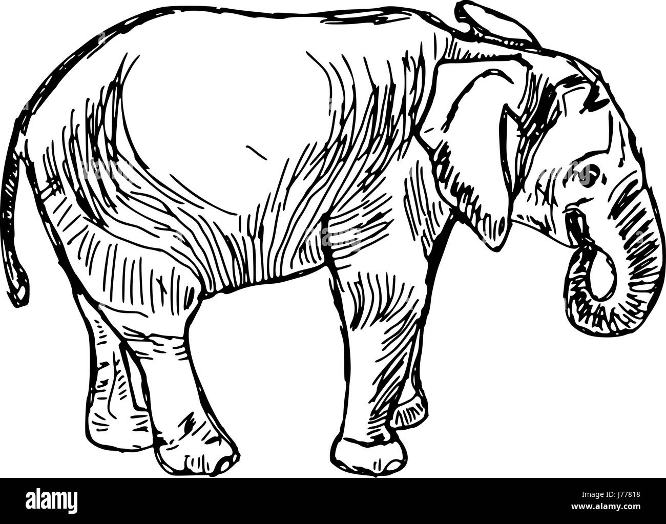 Elephants Black And White Drawing