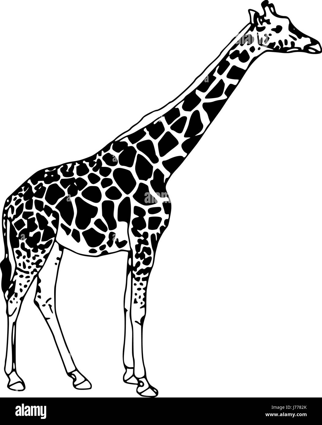 isolated colour graphic illustration paint giraffe draw conspicuous Stock Photo