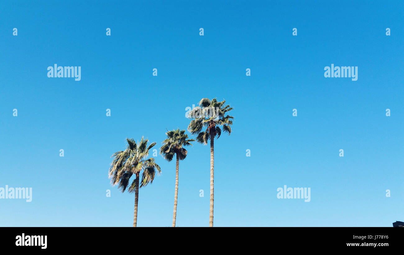 Low angle view of palm trees against clear blue sky during sunny day ...