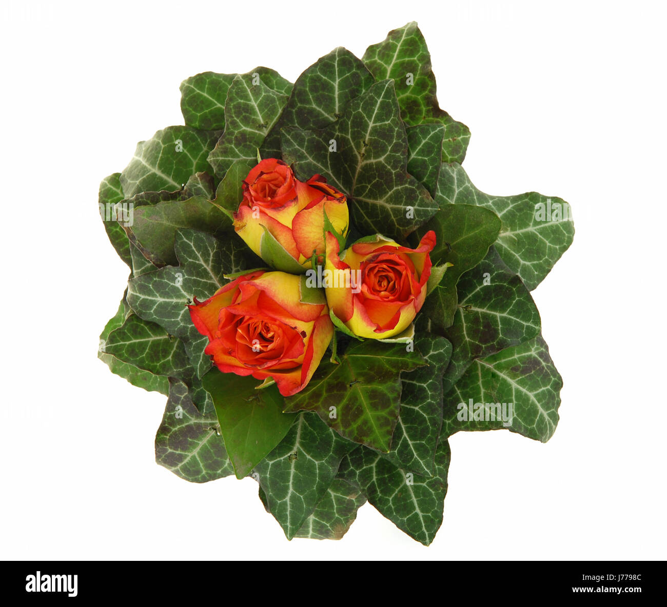 isolated flower flowers plant roses decoration ivy present beautiful ...