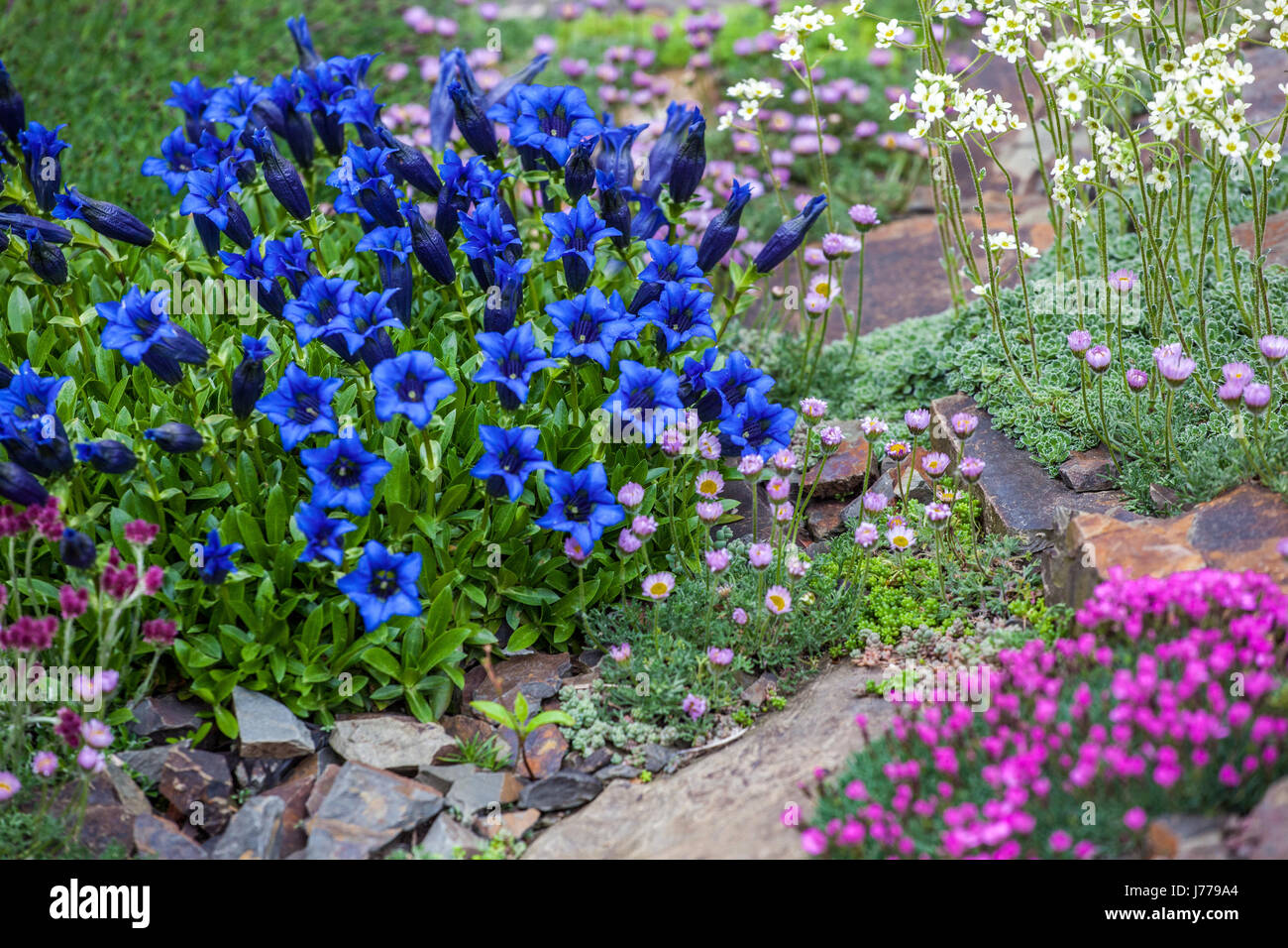 Blue stemless Gentian, Gentiana acaulis on rock-garden, rockery, alpinum, Stock Photo