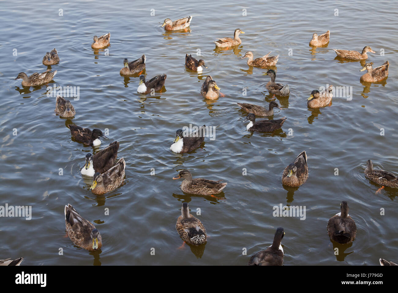 bird animals birds look glancing see view looking peeking looking at ...