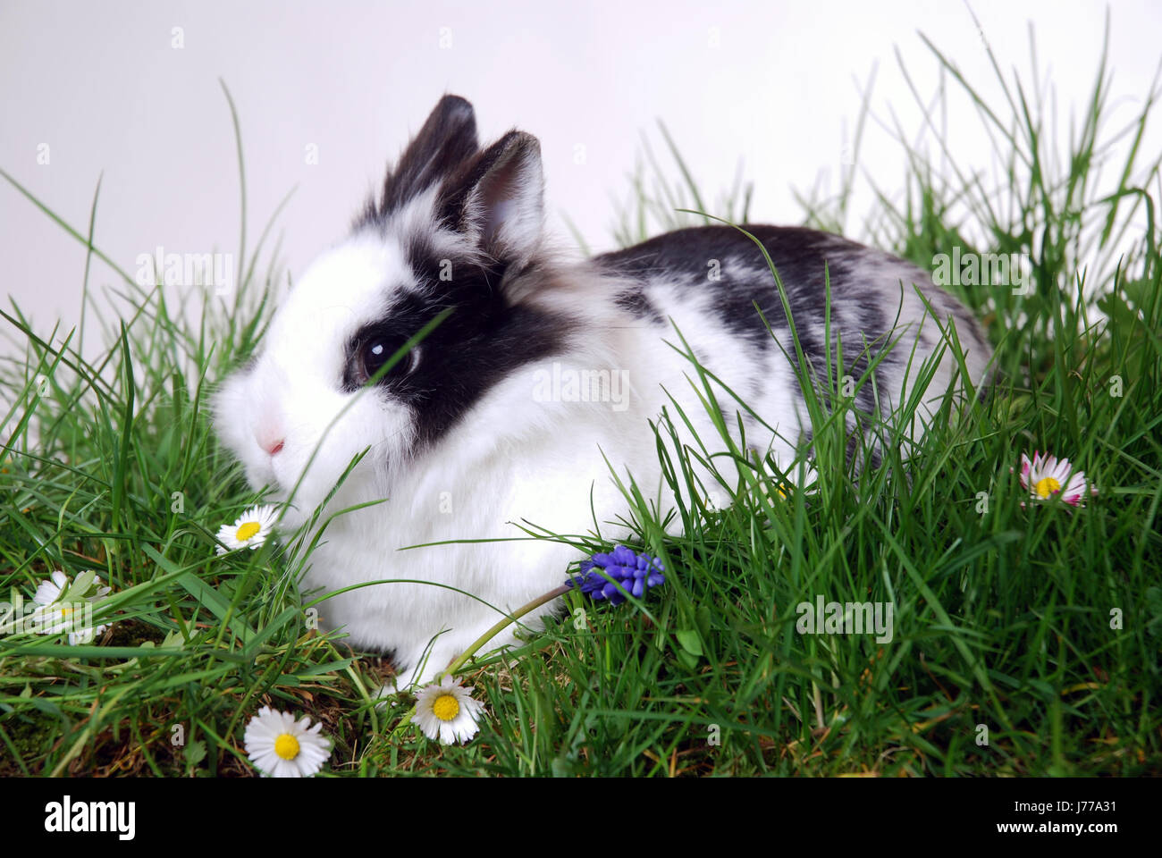 animal pet easter rabbit rabbits studio photography flower plant animals black Stock Photo