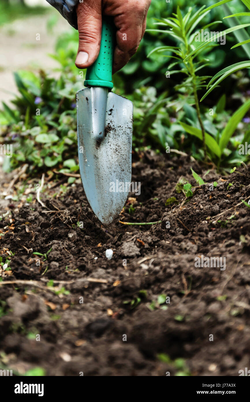 Shovel close up digs plant hi-res stock photography and images - Alamy