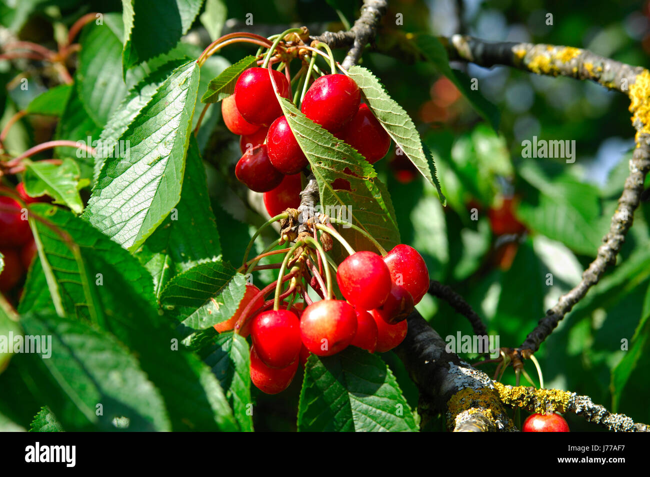 tree ripeness food aliment macro close-up macro admission close up view detail Stock Photo