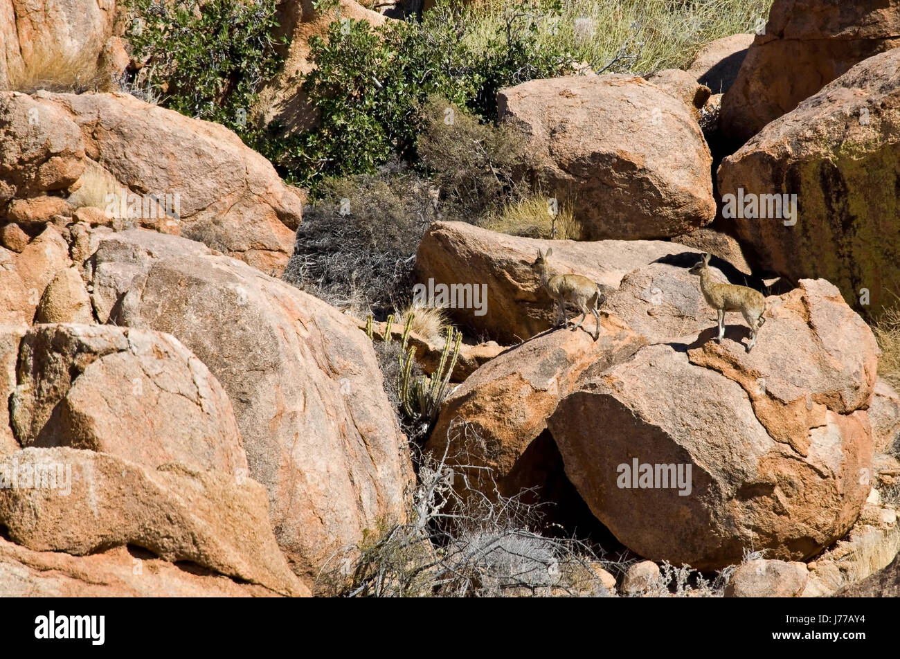 namibia rock camouflage antelope stony ruminant stones klippspringer