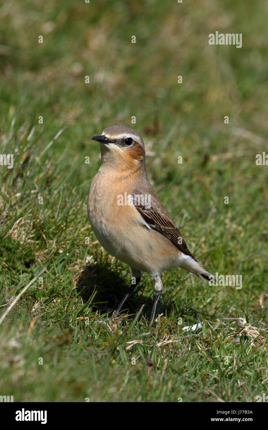 Northern Wheatear Oenanthe oenanthe adult male in spring plumage perched on a molehill in the Yorkshire Dales Stock Photo