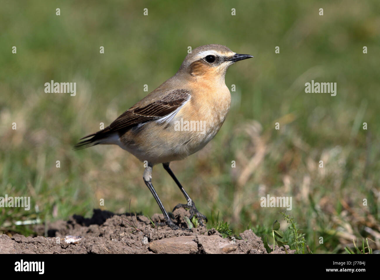 Northern Wheatear Oenanthe oenanthe adult male in spring plumage perched on a molehill in the Yorkshire Dales Stock Photo