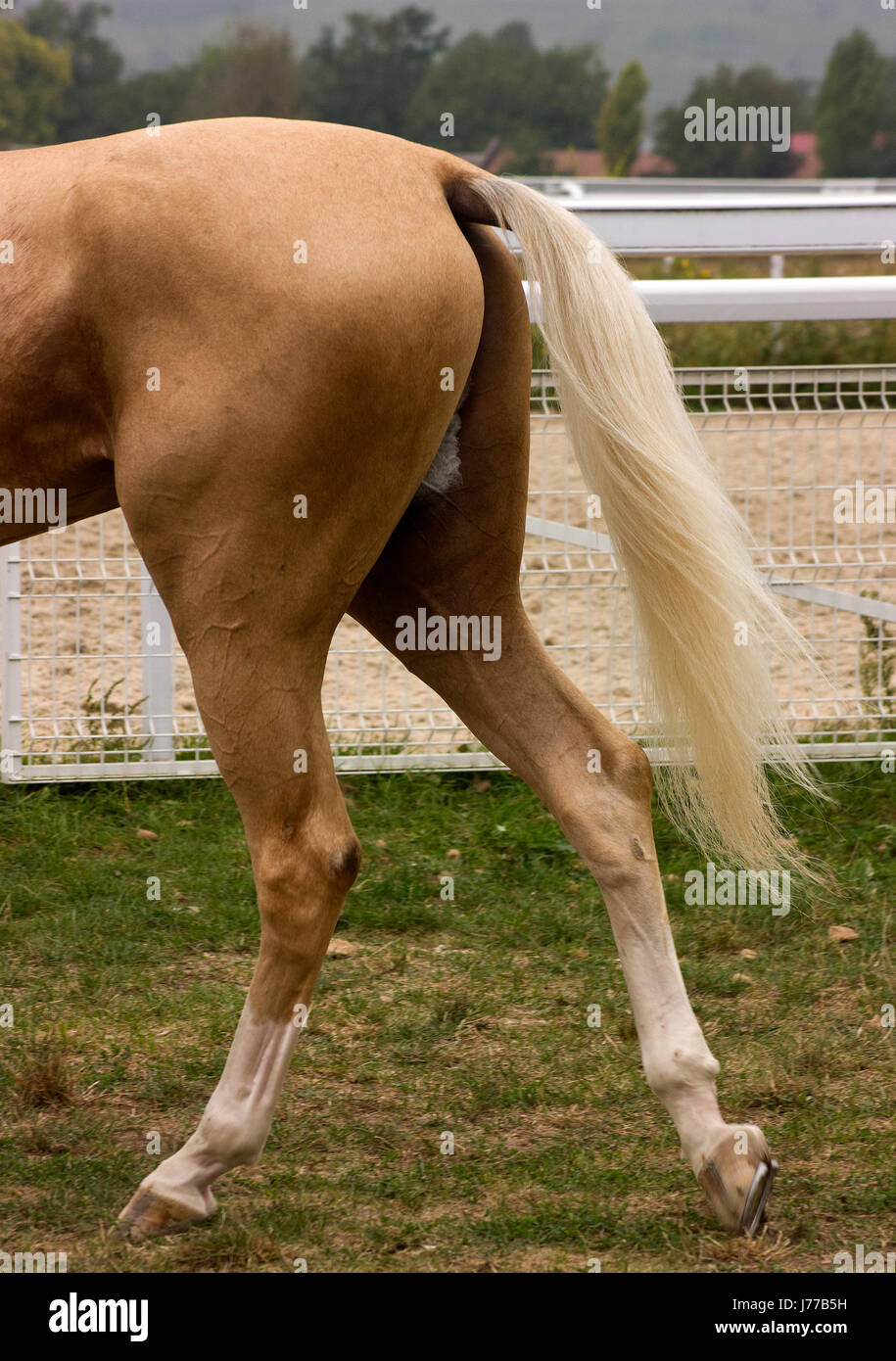 The tail of a akhal-teke horse pictured at the hippodrome. Stock Photo