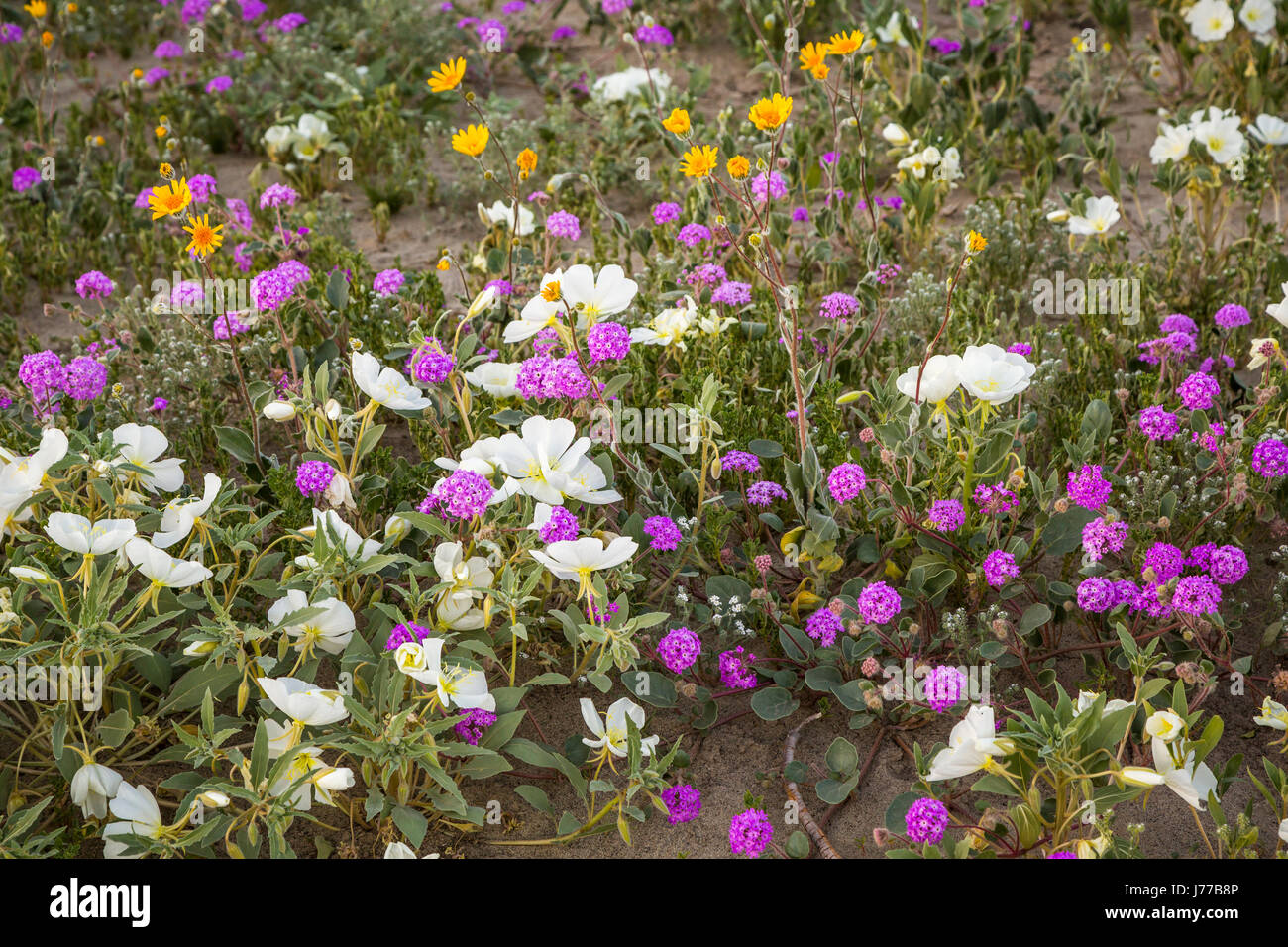 White evening primrose and sand verbena spring desert wildflowers