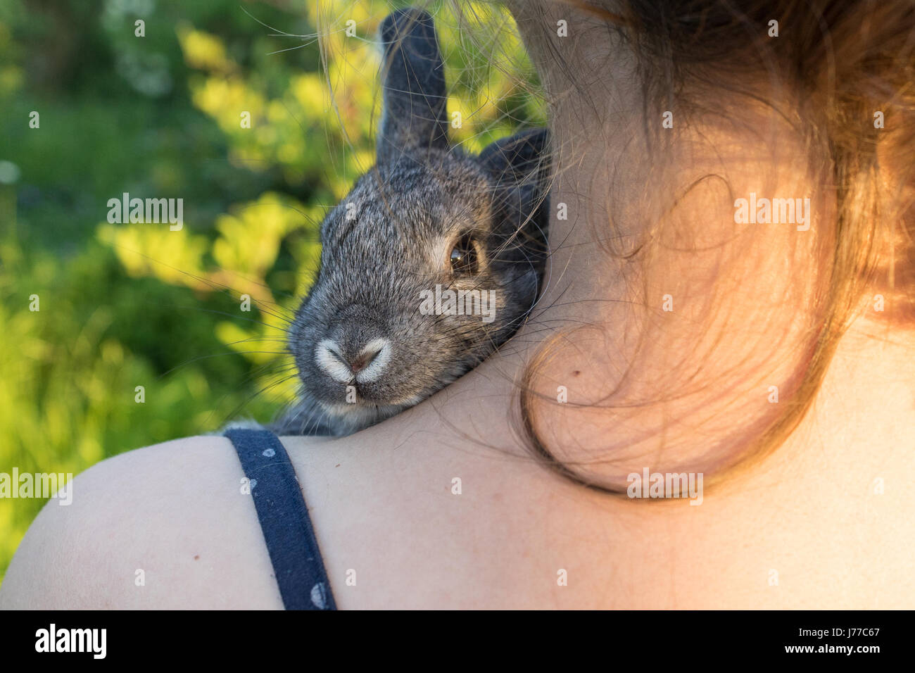 A girl is holding a small, gray rabbit Stock Photo