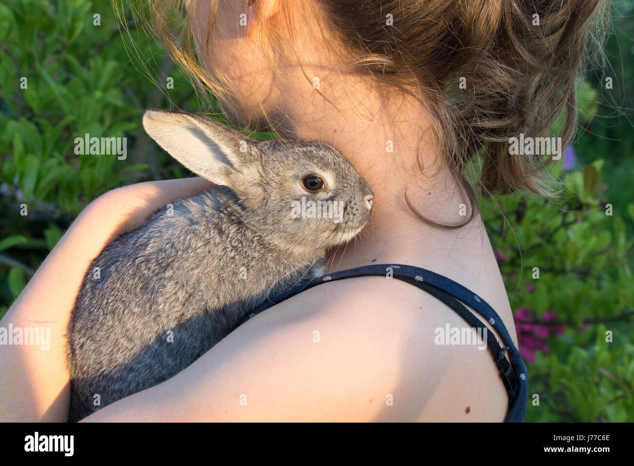 A girl is holding a small, gray rabbit Stock Photo