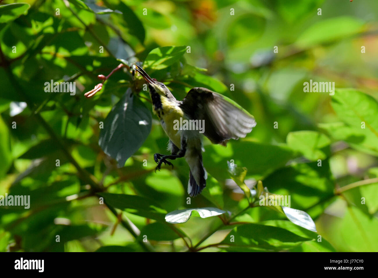 Sunbird flight hires stock photography and images Alamy