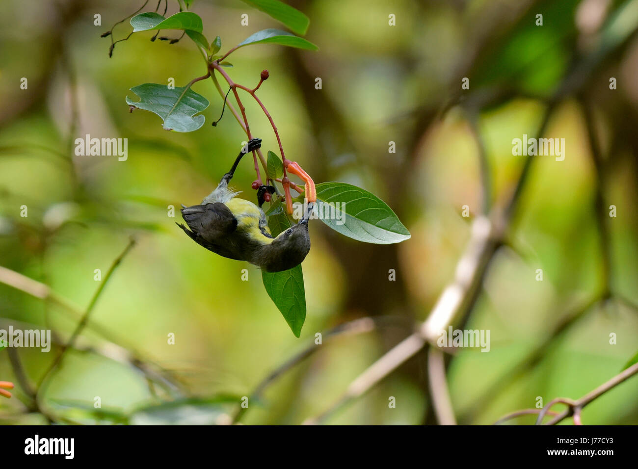 Dhaka, Bangladesh. 23rd May, 2017. A Purple Sunbird drinks nectar from