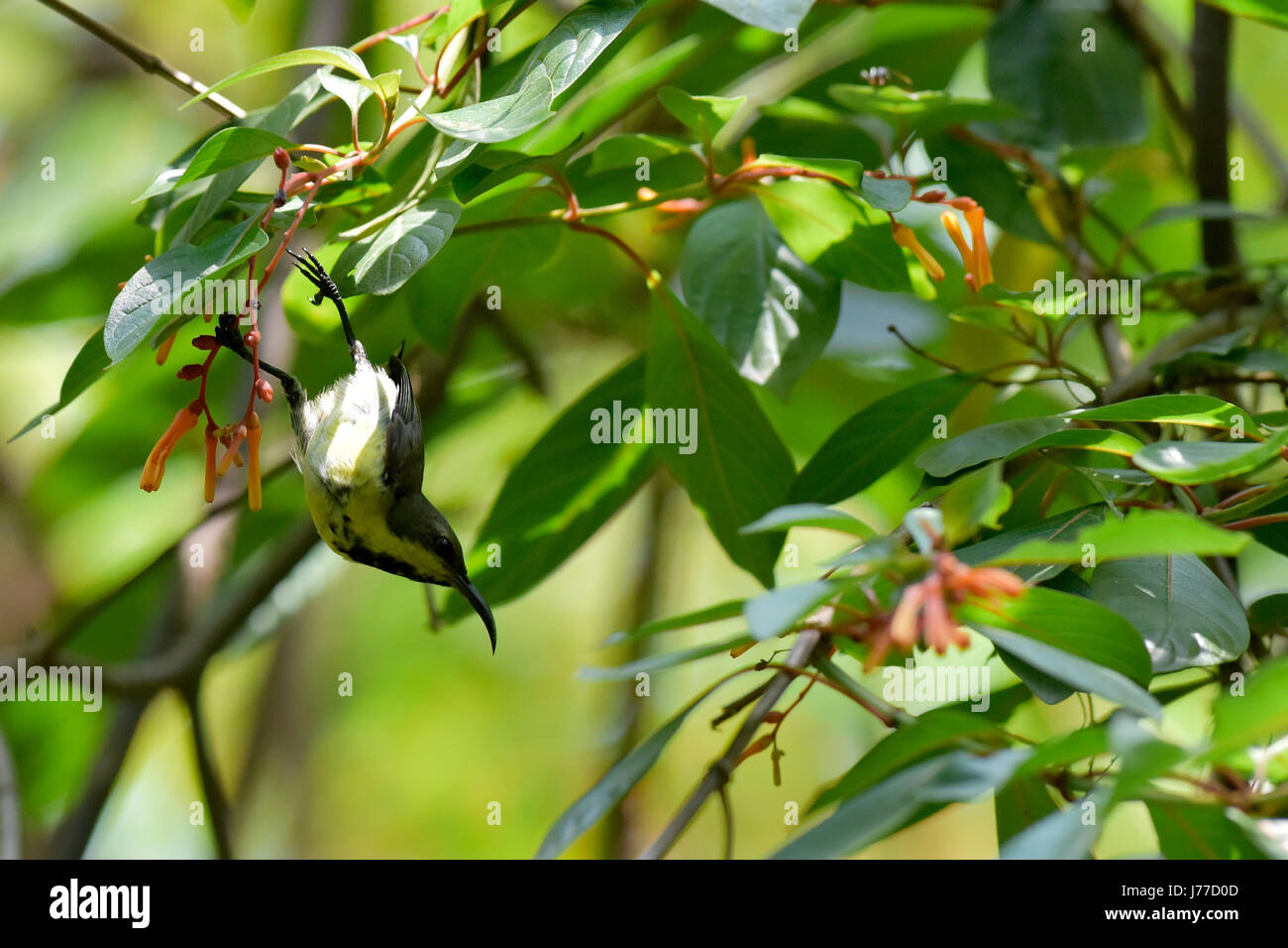 Dhaka, Bangladesh. 23rd May, 2017. A Purple Sunbird drinks nectar from