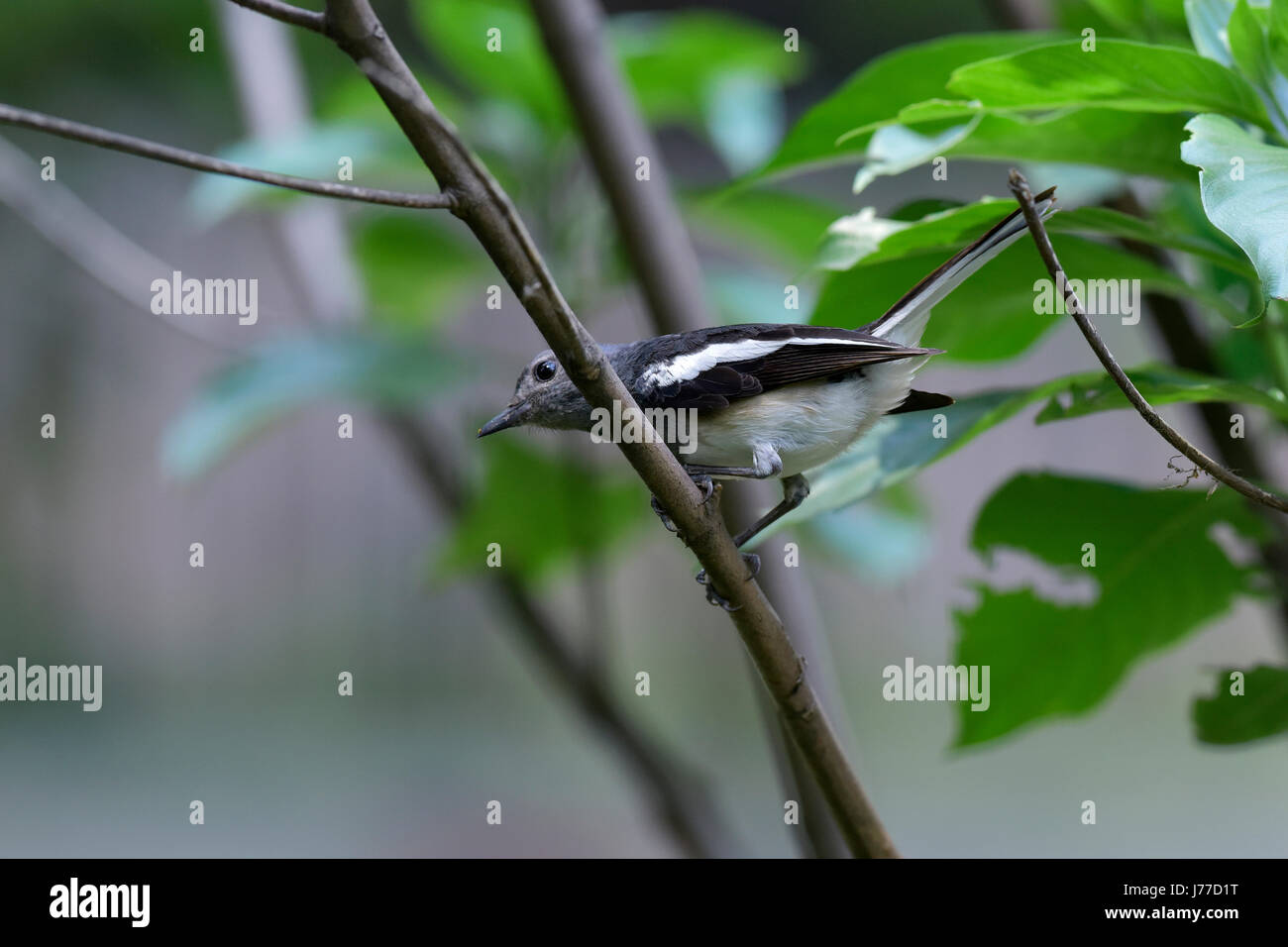 Dhaka, Bangladesh. 23rd May, 2017. The oriental magpie-robin (Copsychus saularis) sits on a tree at a park in Dhaka, Bangladesh, May 23, 2017. The oriental magpie-robin is National bird of Bangladesh and it's commonly known as Doel. The oriental magpie-robin is a small passerine bird that was formerly classed as a member of the thrush family Turdidae, but now considered an Old World flycatcher. They are distinctive black and white birds with a long tail that is held upright as they forage on the ground or perch conspicuously. Credit: SK Hasan Ali/Alamy Live News Stock Photo