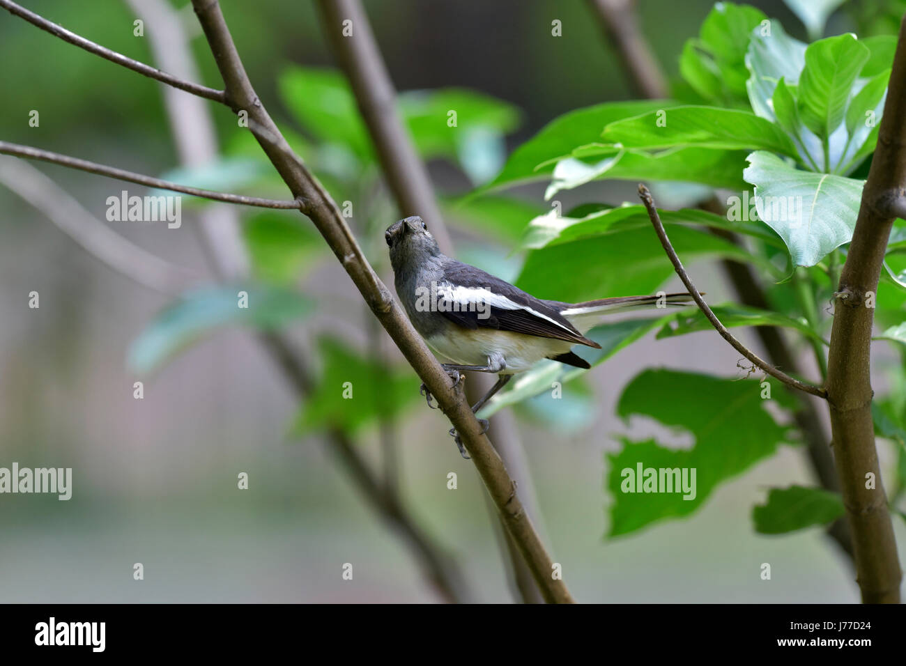 Dhaka, Bangladesh. 23rd May, 2017. The oriental magpie-robin (Copsychus saularis) sits on a tree at a park in Dhaka, Bangladesh, May 23, 2017. The oriental magpie-robin is National bird of Bangladesh and it's commonly known as Doel. The oriental magpie-robin is a small passerine bird that was formerly classed as a member of the thrush family Turdidae, but now considered an Old World flycatcher. They are distinctive black and white birds with a long tail that is held upright as they forage on the ground or perch conspicuously. Credit: SK Hasan Ali/Alamy Live News Stock Photo
