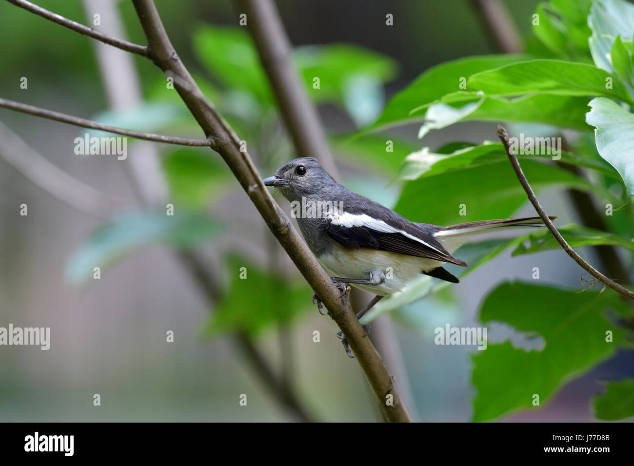Dhaka, Bangladesh. 23rd May, 2017. The oriental magpie-robin (Copsychus saularis) sits on a tree at a park in Dhaka, Bangladesh, May 23, 2017. The oriental magpie-robin is National bird of Bangladesh and it’s commonly known as Doel. The oriental magpie-robin is a small passerine bird that was formerly classed as a member of the thrush family Turdidae, but now considered an Old World flycatcher. They are distinctive black and white birds with a long tail that is held upright as they forage on the ground or perch conspicuously. Credit: SK Hasan Ali/Alamy Live News Stock Photo