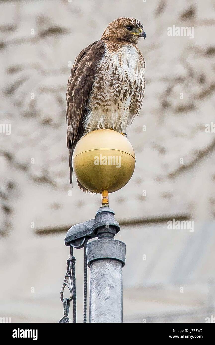A Red Tailed Hawk Sits On A Flag Pole Outside The U S Department Of Agriculture Whitten Building May 22 17 In Washington Dc Red Tailed Hawks Have Adapted Well To Urban Environments Spawning