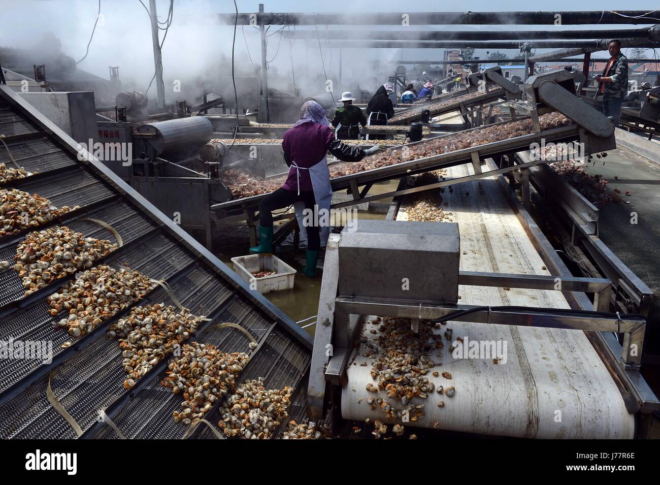Scallop Harvest High Resolution Stock Photography and Images Alamy