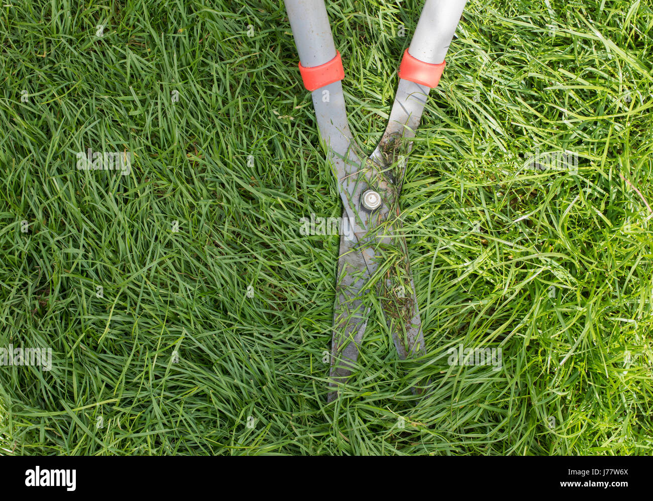 Garden shears cutting grass Stock Photo