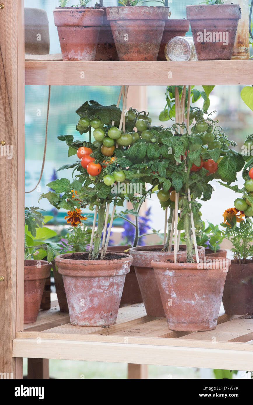 Tomatoes growing in terracotta flower pots in a greenhouse at a flower show. UK Stock Photo