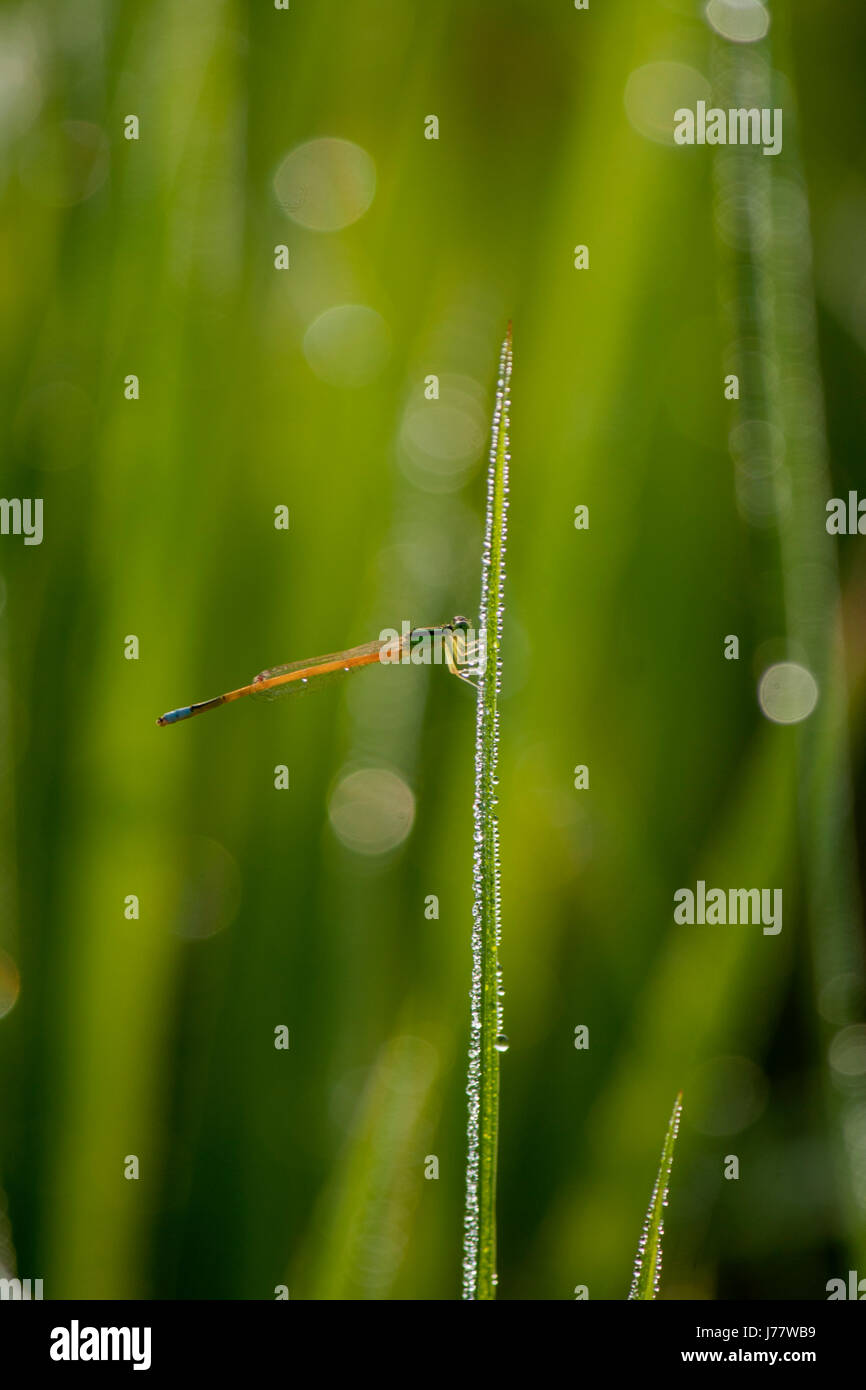 Blue tailed damselfly sitting on a grass with a chain of dew drops ...