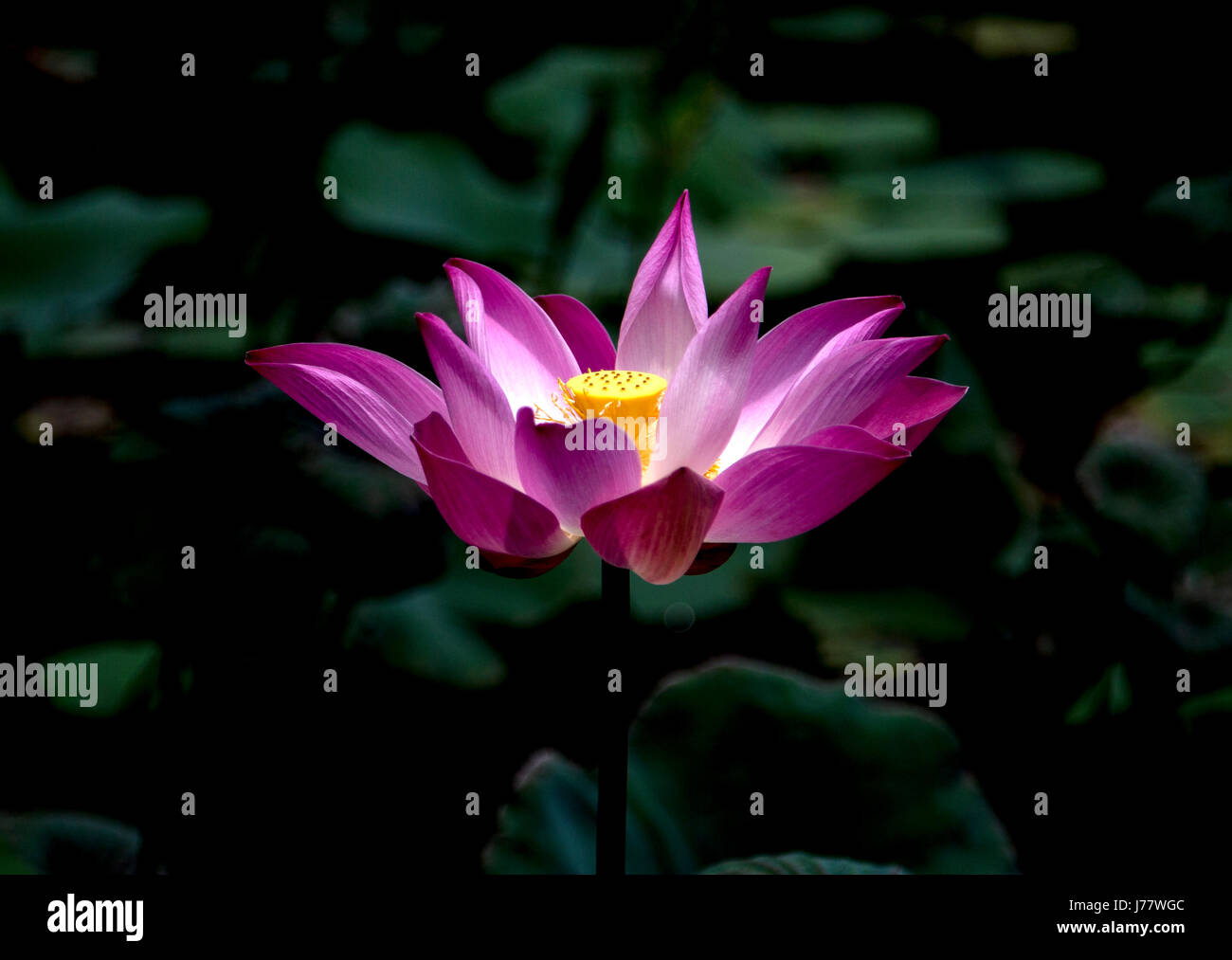 Lotus Flower Growing on a Lake Stock Photo Alamy