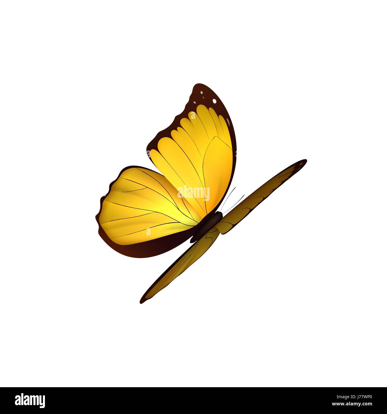 Butterfly yellow isolated on white background. Butterflies Insects