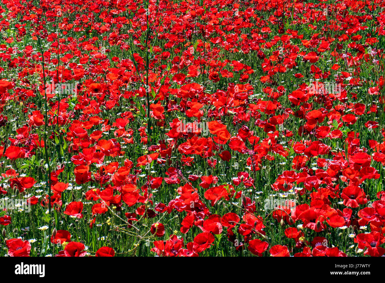 Field of Poppies (Papaver roheas) at Pelissanne near Salon-de-Provence Stock Photo