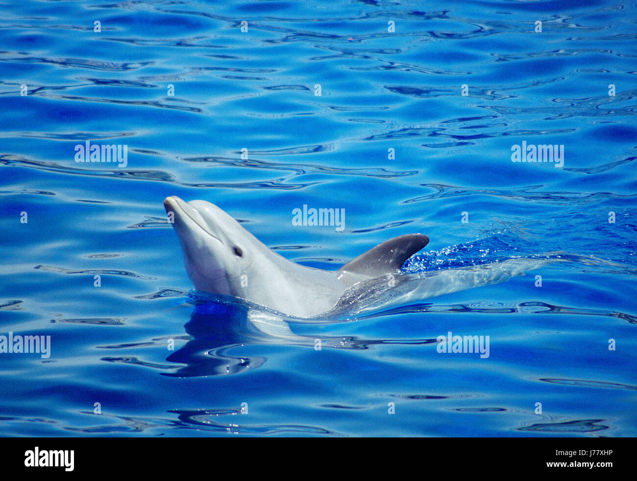 Dolphin swimming. L'Oceanografic, City of Arts and Sciences, Valencia, Spain. Stock Photo