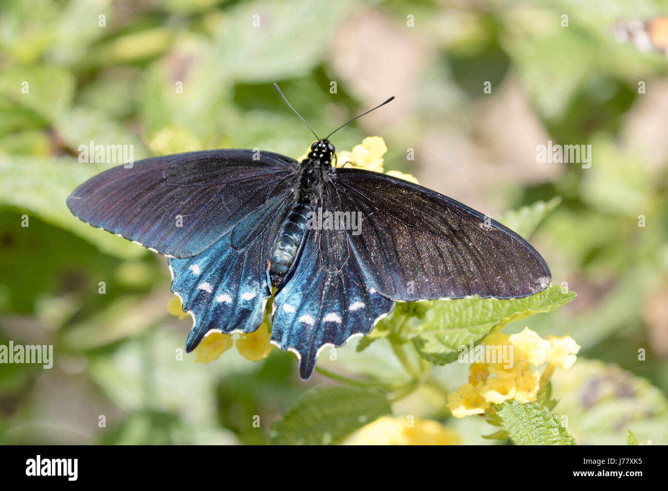 Pipevine Swallowtail Butterfly -  Battus philenor - May 2017, Los Angeles, California USA Stock Photo