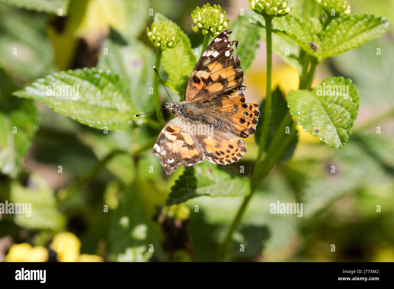 Vanessa cardui caterpillar hi-res stock photography and images - Alamy