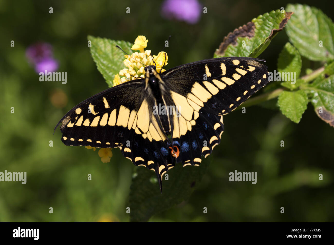 Anise Swallowtail Butterfly - Papilio zelicaon - May 2017, Los Angeles, California USA Stock Photo