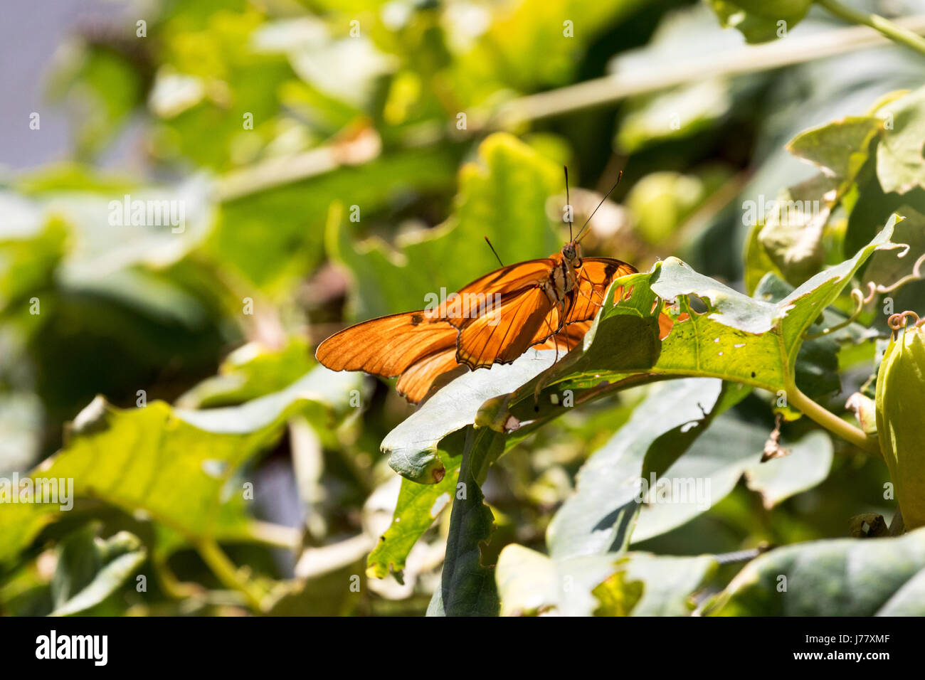 Julia Longwing Butterfly -  Dryas julia - May 2017, Los Angeles, California USA Stock Photo