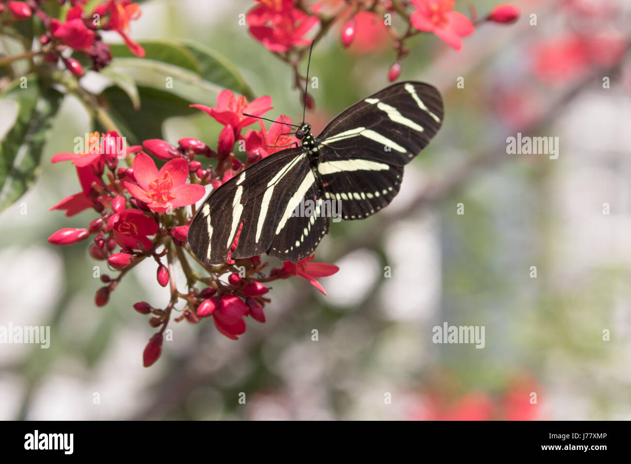Zebra Longwing Butterfly -  Heliconius charitonia - May 2017, Los Angeles, California USA Stock Photo
