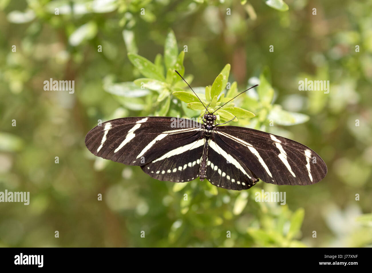Zebra Longwing Butterfly -  Heliconius charitonia - May 2017, Los Angeles, California USA Stock Photo