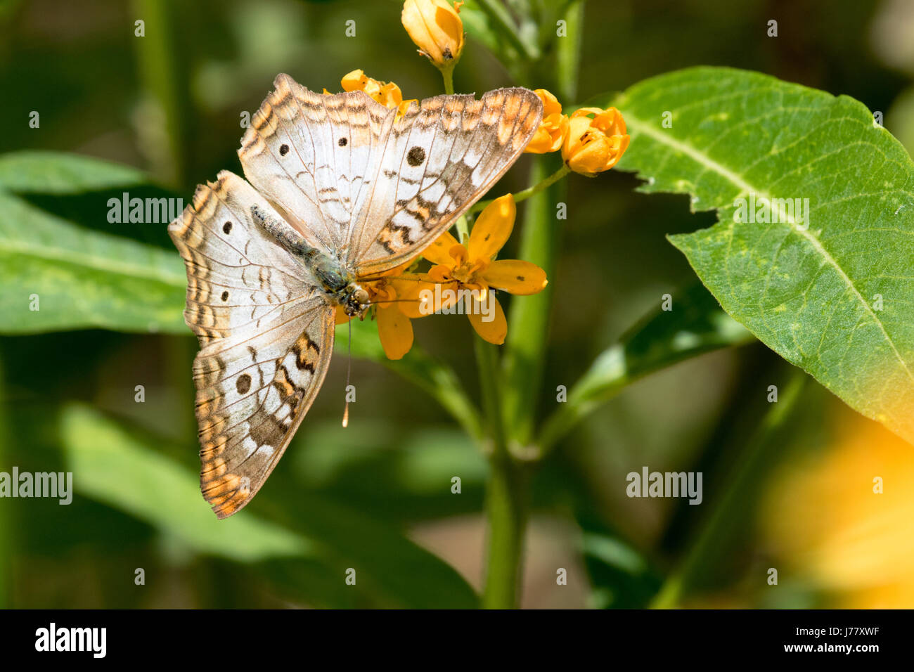 Butterfly caterpillar exoskeleton hires stock photography and images
