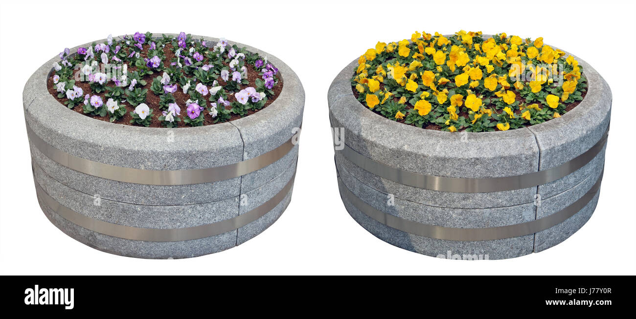 Two big street  flowerpots are made of gray granite in the form of barrels. The first spring blue and yellow pansies grow in compost. Isolated on whit Stock Photo