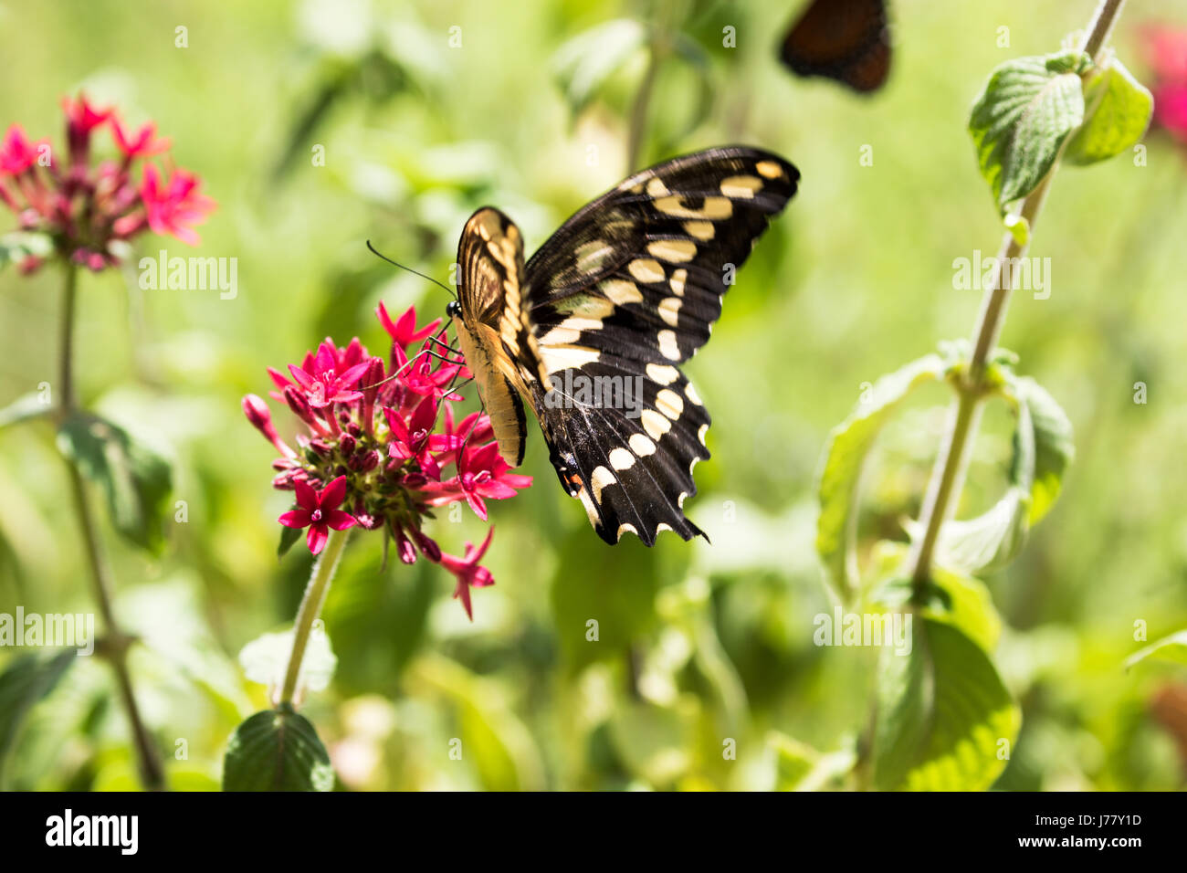 Giant Swallowtail Butterfly -  Papilio cresphotes  - May 2017 Los Angeles, California USA Stock Photo