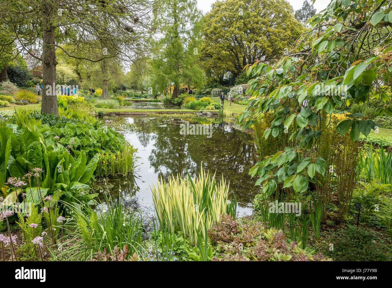 Beth Chatto Garden Pond Colchester Essex England Stock Photo