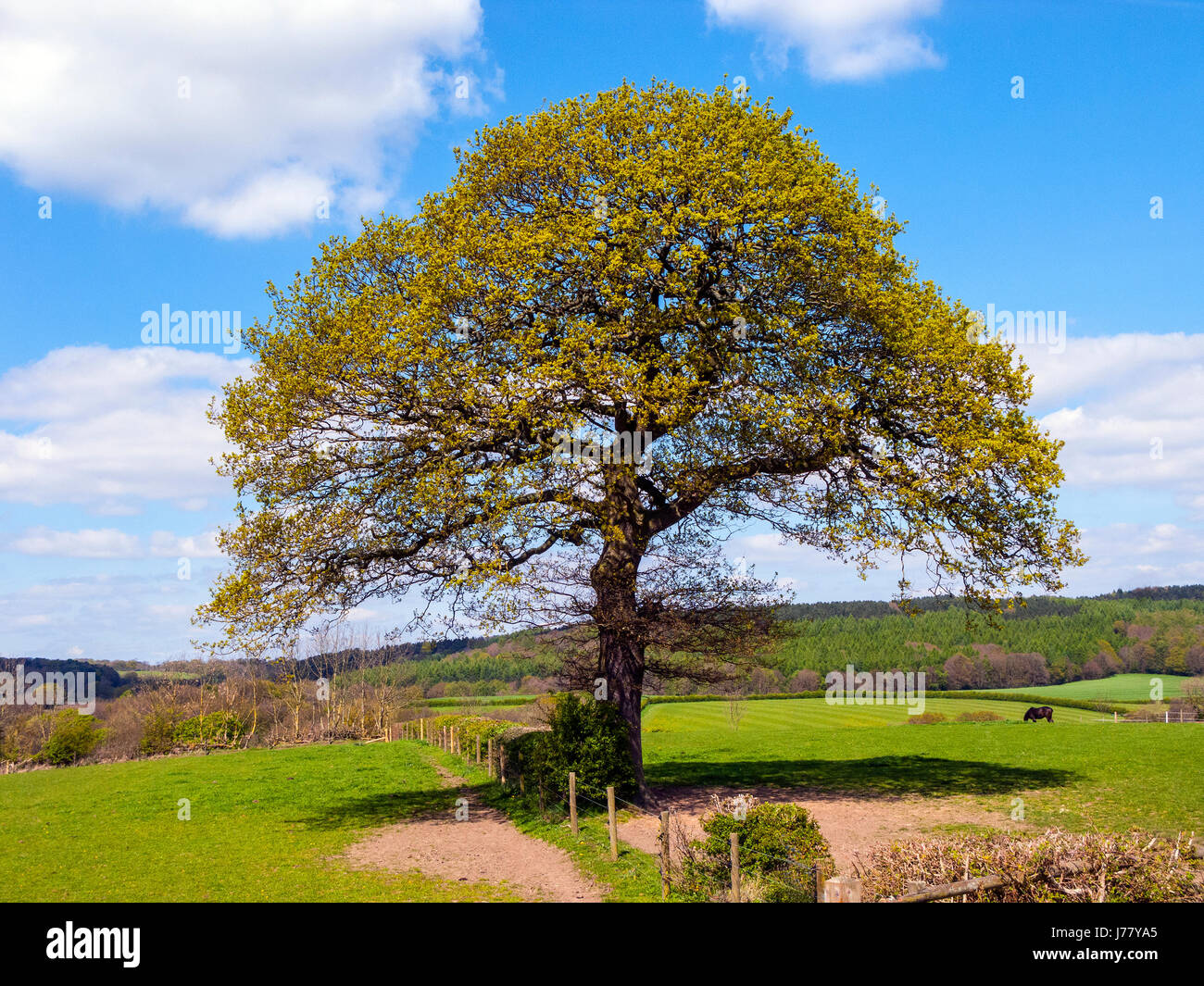 Fields and Woodland, Derbyshire Stock Photo
