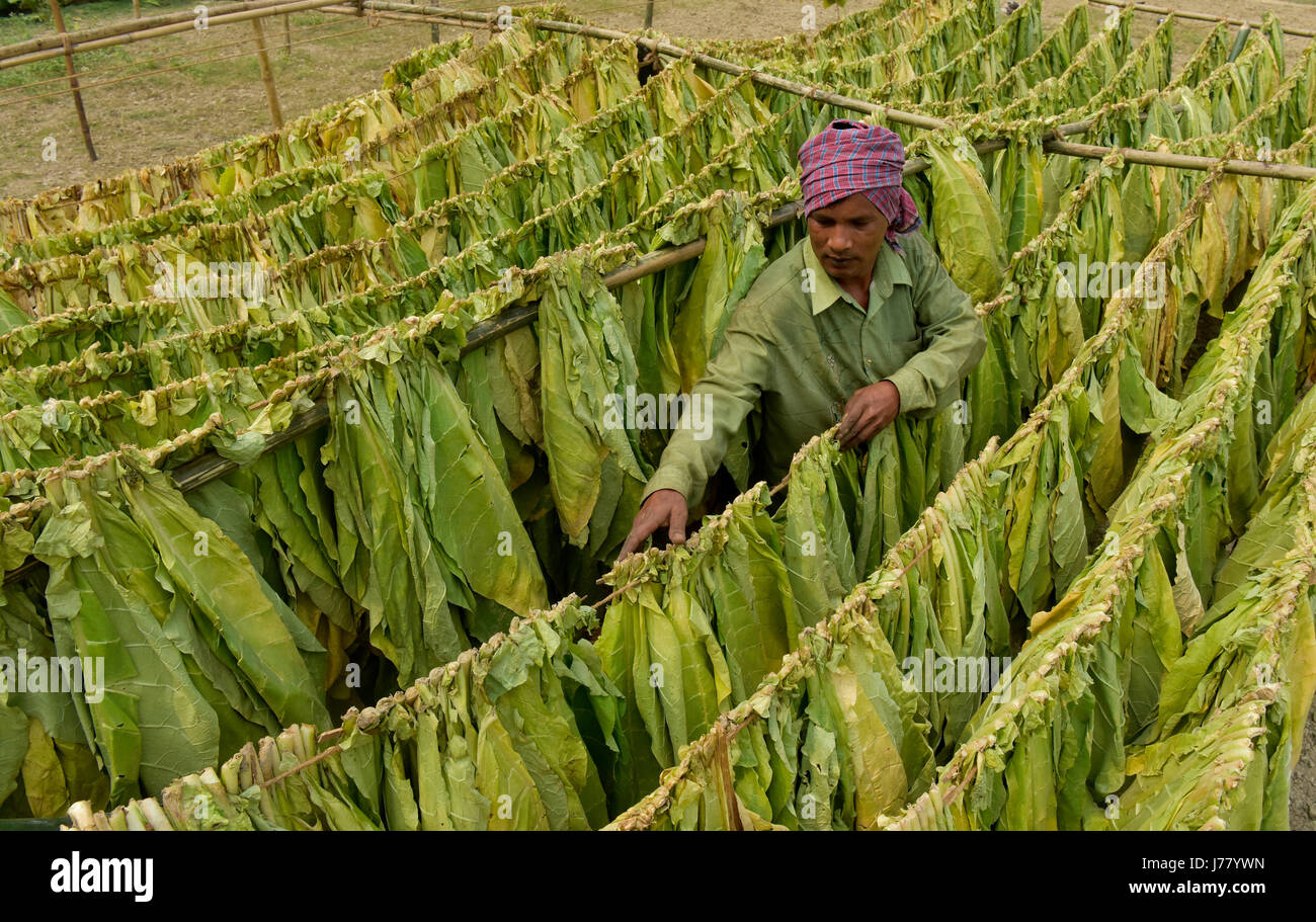 bangladesh tobacco DHAKA, BANGLADESH – FEBRUARY 19, 2017: Tobacco leaf dries under the sun at  Manikganj, near Dhaka, Bangladesh. The cultivation of tobacco is rising in  Stock Photo