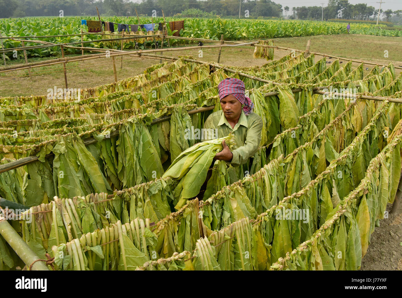 DHAKA BANGLADESH FEBRUARY 19 2017 Tobacco Leaf Dries Under The Sun At Manikganj Near Dhaka 