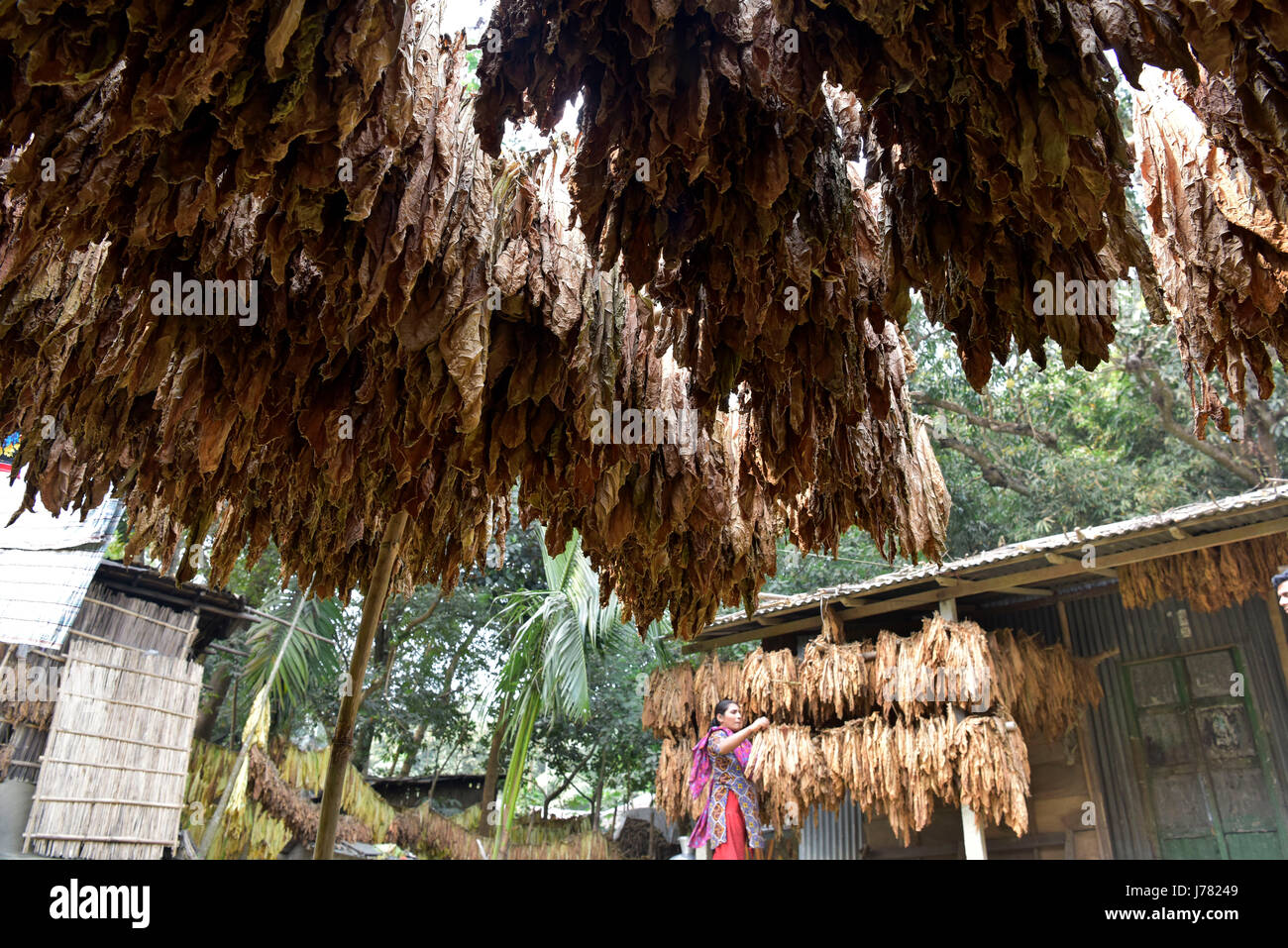 DHAKA, BANGLADESH – FEBRUARY 19, 2017: Tobacco leaf dries under the sun at Manikganj, near Dhaka, Bangladesh. The cultivation of tobacco is rising in  Stock Photo