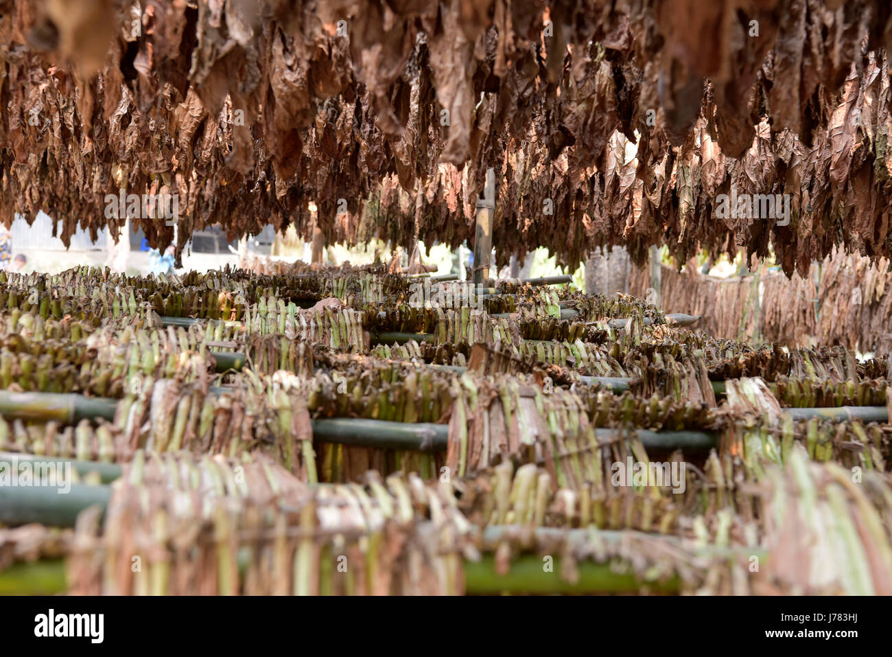 DHAKA, BANGLADESH – FEBRUARY 19, 2017: Tobacco leaf dries under the sun at Manikganj, near Dhaka, Bangladesh. The cultivation of tobacco is rising in  Stock Photo